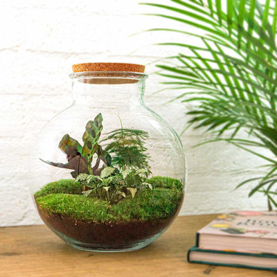 Hvad er et planteterrarium?