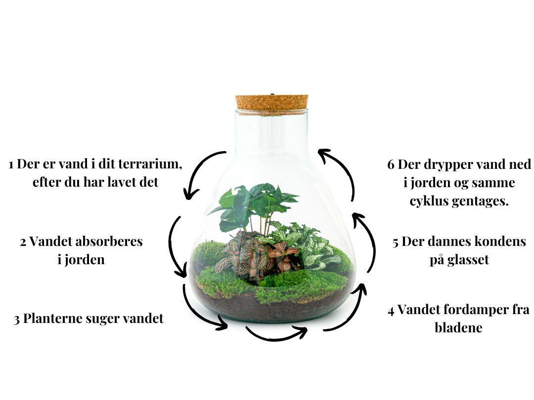 Vedligeholdelse af planteterrarie – Den komplette guide.🌿