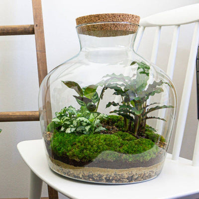 En step by step guide til planteterrarium