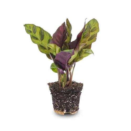 De bedste planter til dit planteterrarium – en guide til begyndere