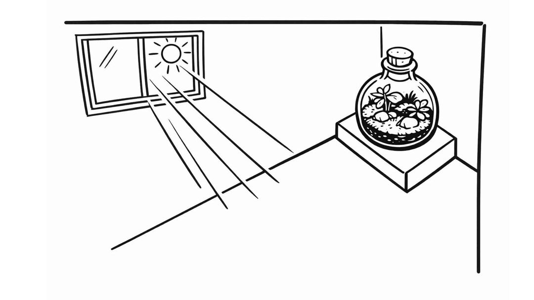 Placering af planteterrarie 📍