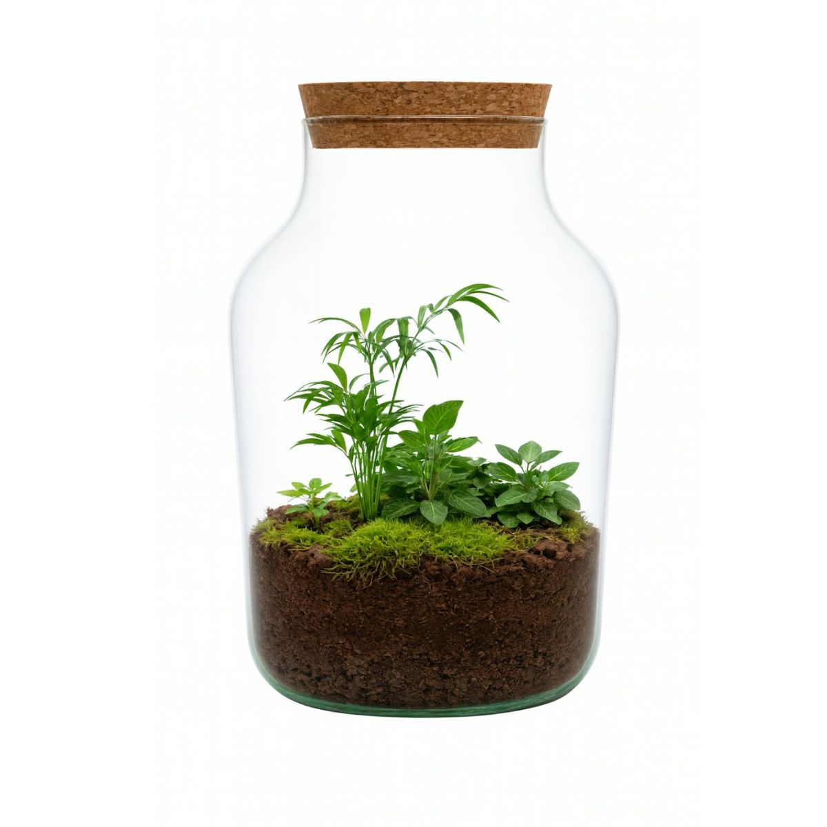 Natura Grandis ↑ 39 cm