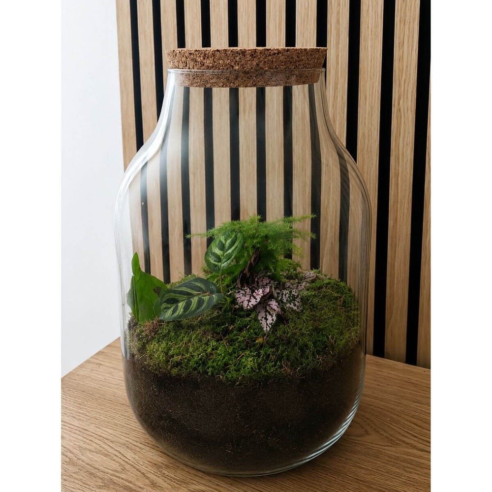 Natura Grandis ↑ 39 cm
