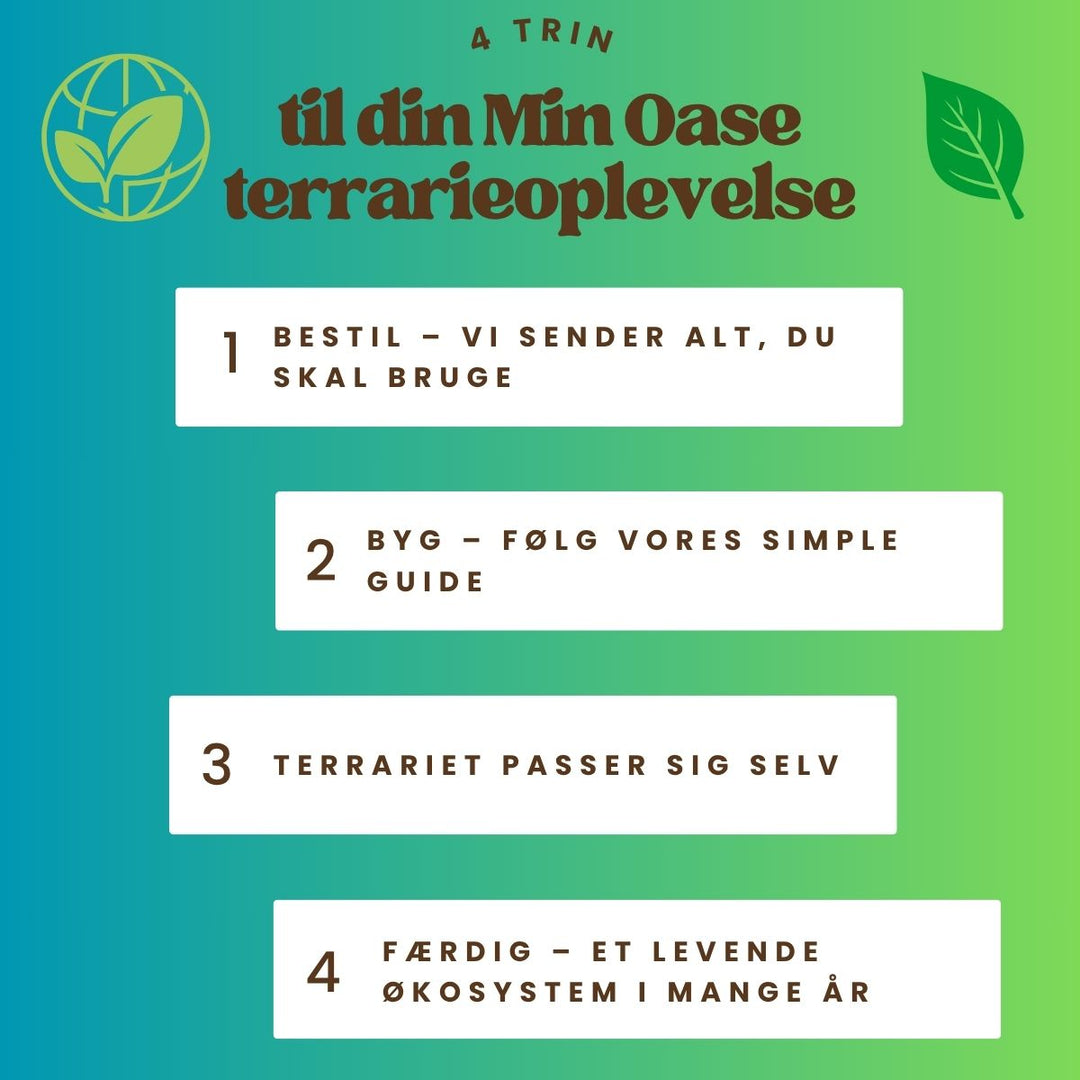 planteterrarieMinOase