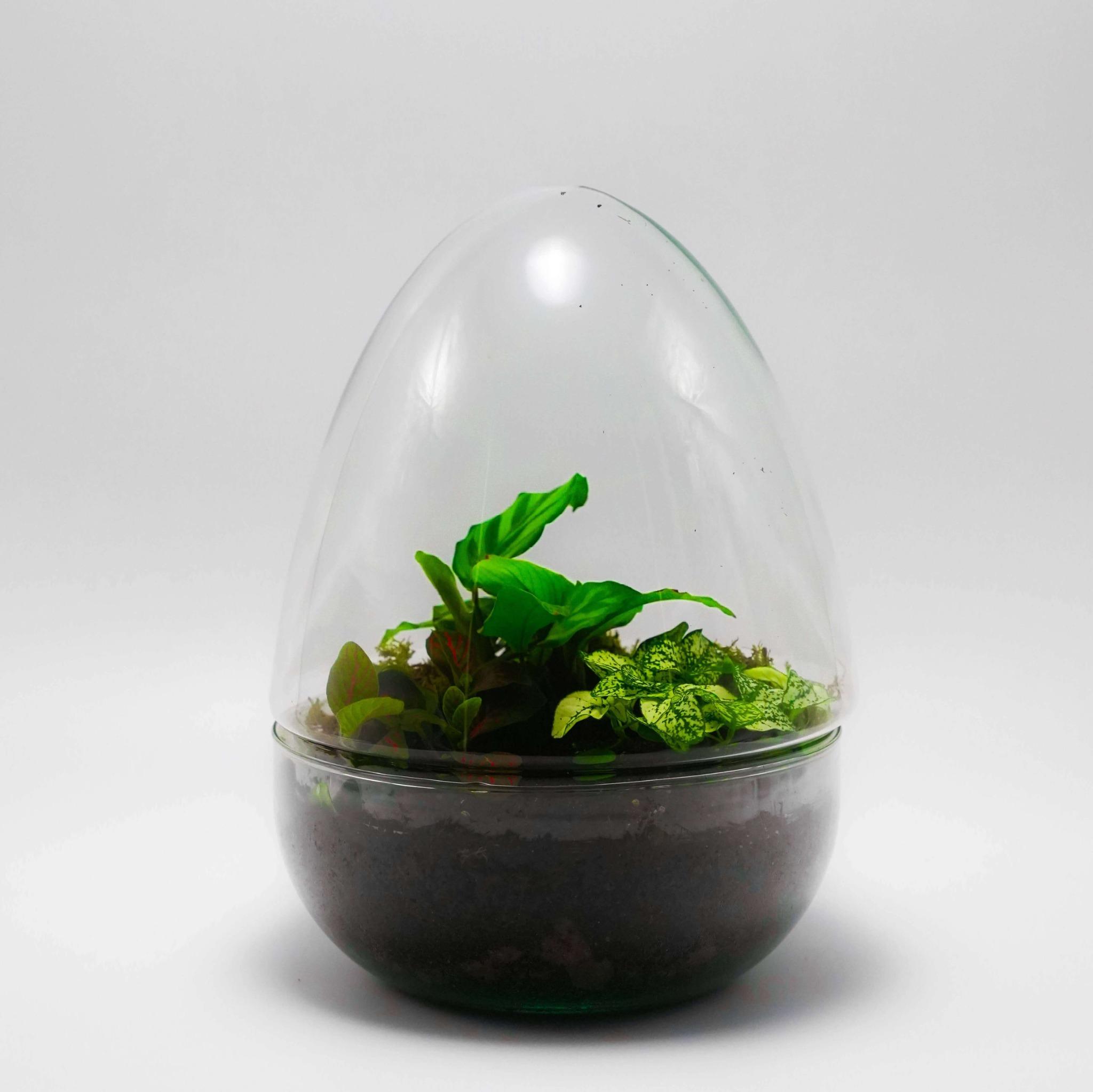 Planteterrarier_planteterrarium_Egg