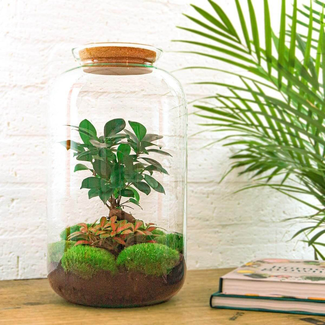 Planteterrarie