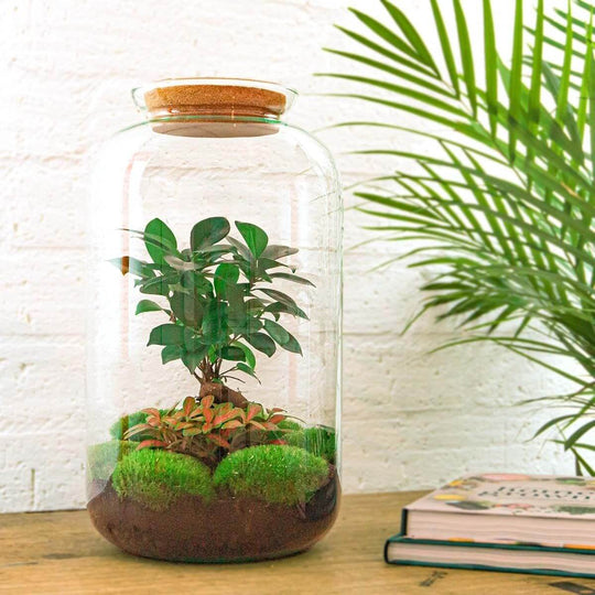 Planteterrarie
