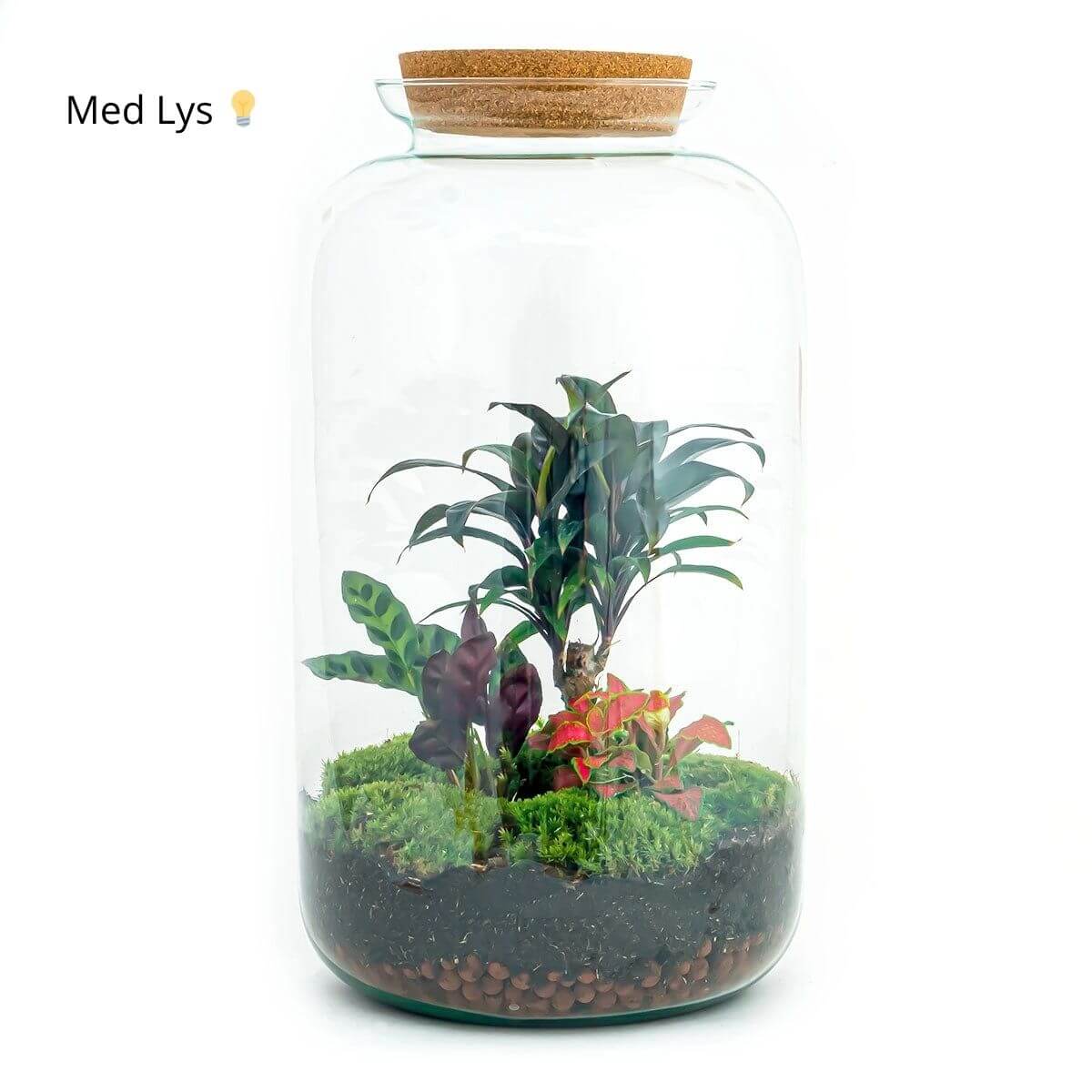 Planteterrarie
