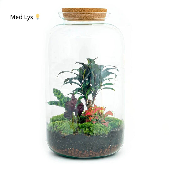 Planteterrarie