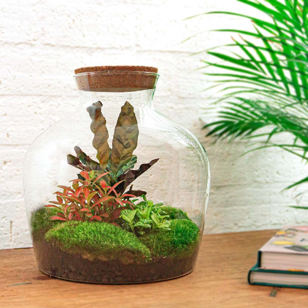 Planteterrarie
