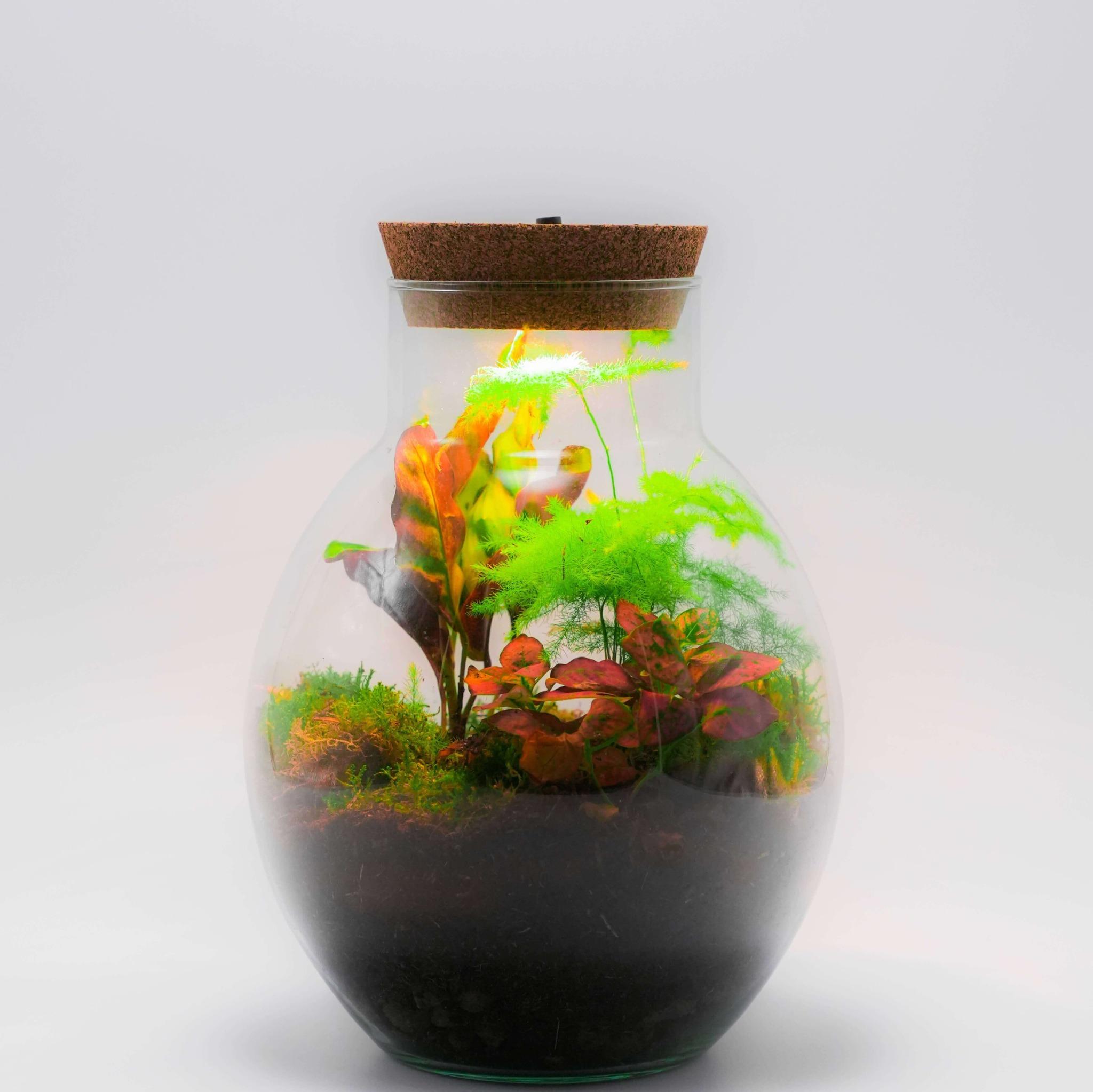 Botaniglow_Lys_Planteterrarier_planteterrarium