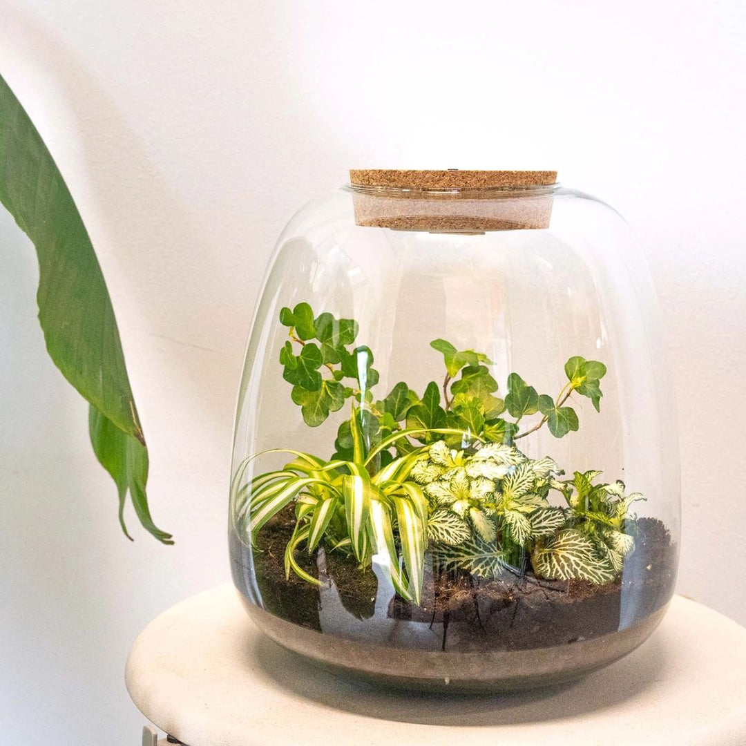 Planteterrarie 