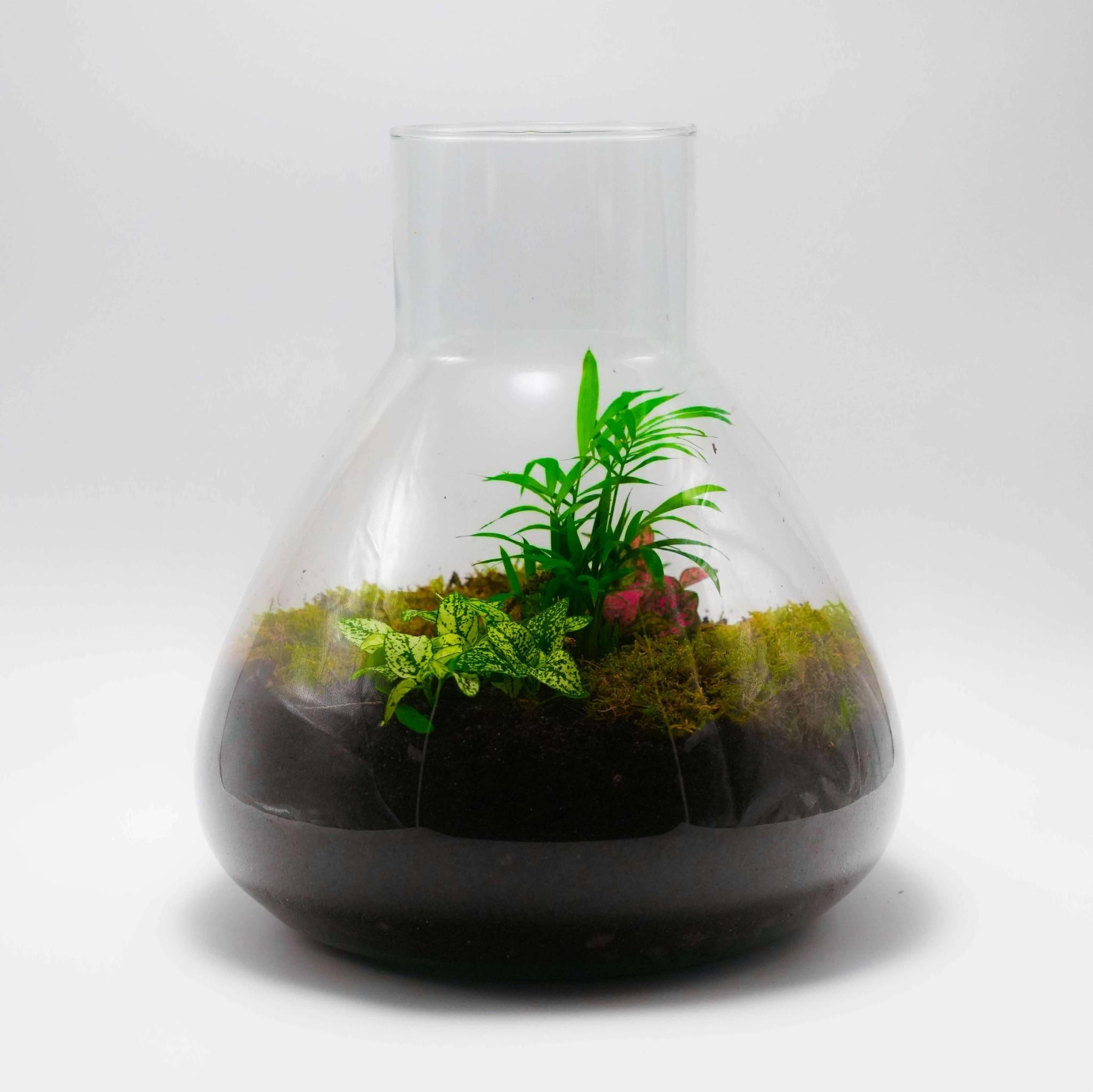 Planteterrarier_planteterrarium_Eva_Verde