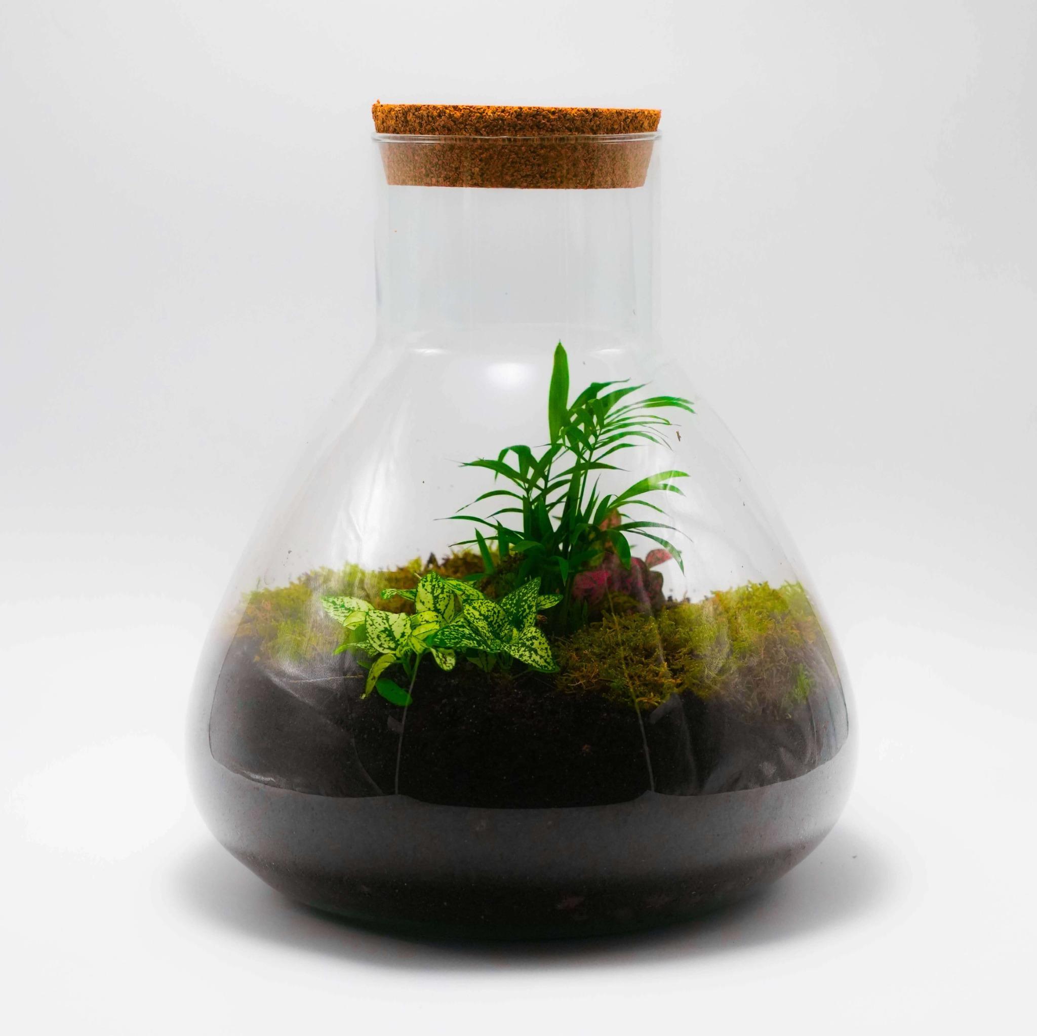 Planteterrarier_planteterrarium