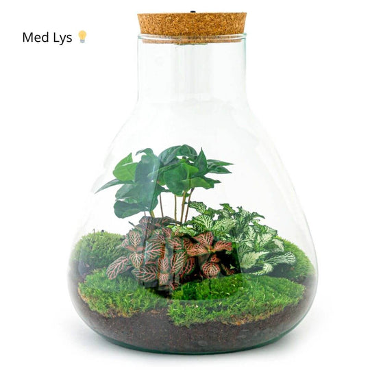 Planteterrarie