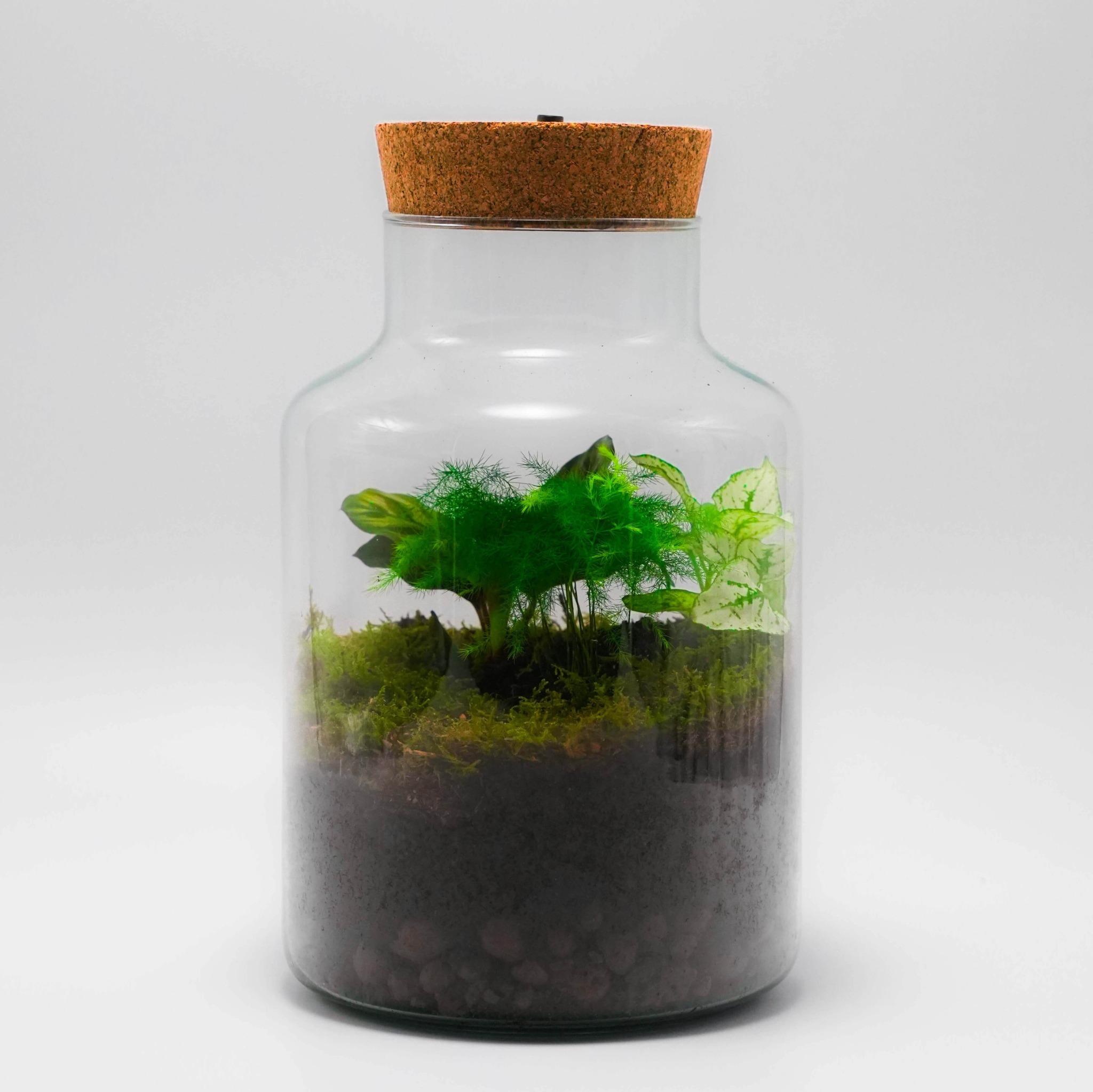 Planteterrarier_planteterrarium_Lumo_Cork