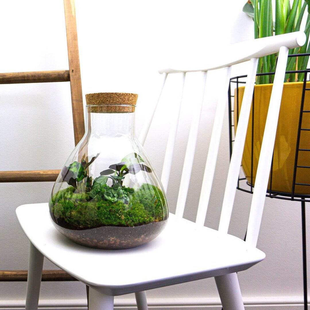 Planteterrarium