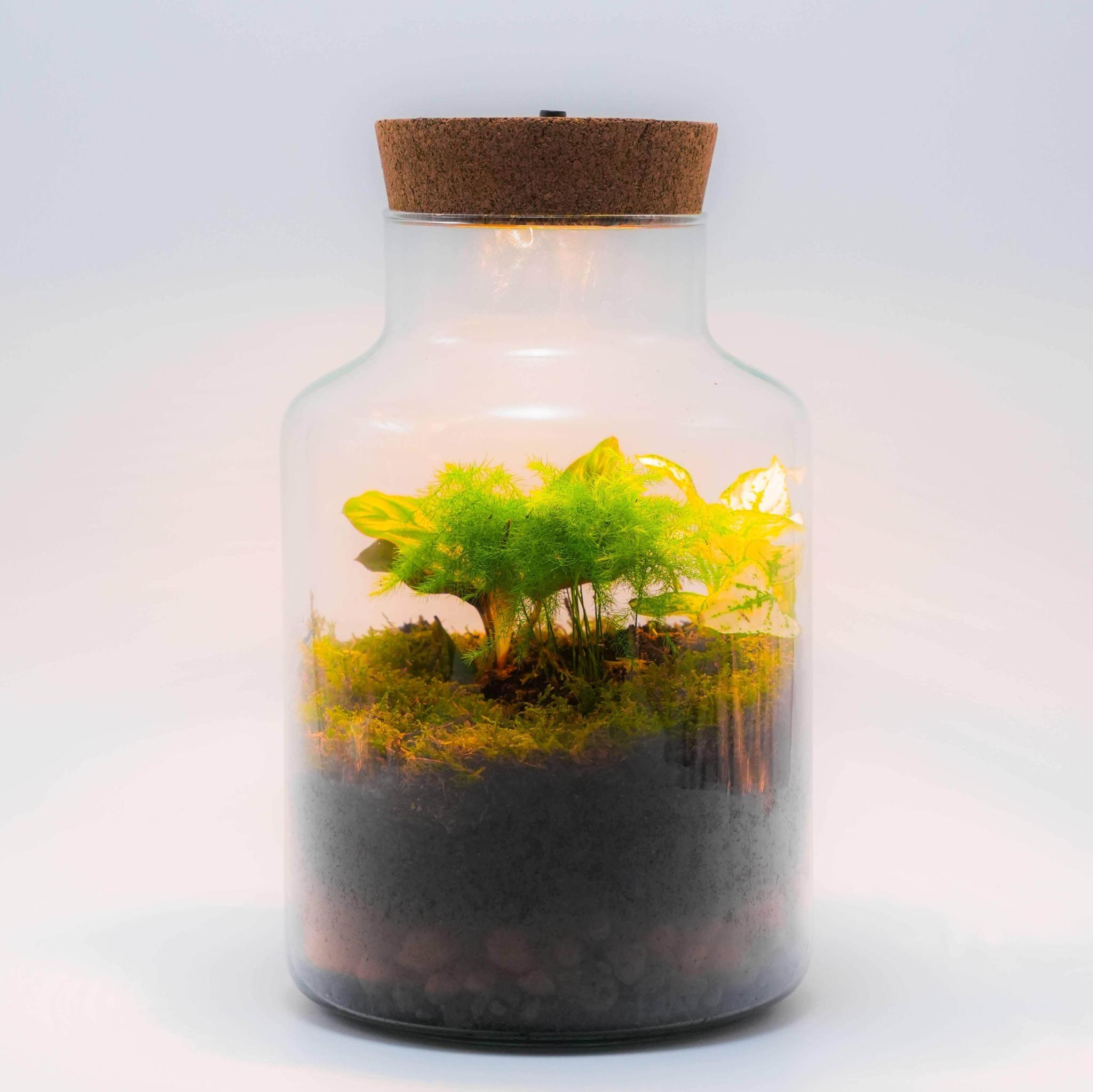 Planteterrarier_planteterrarium