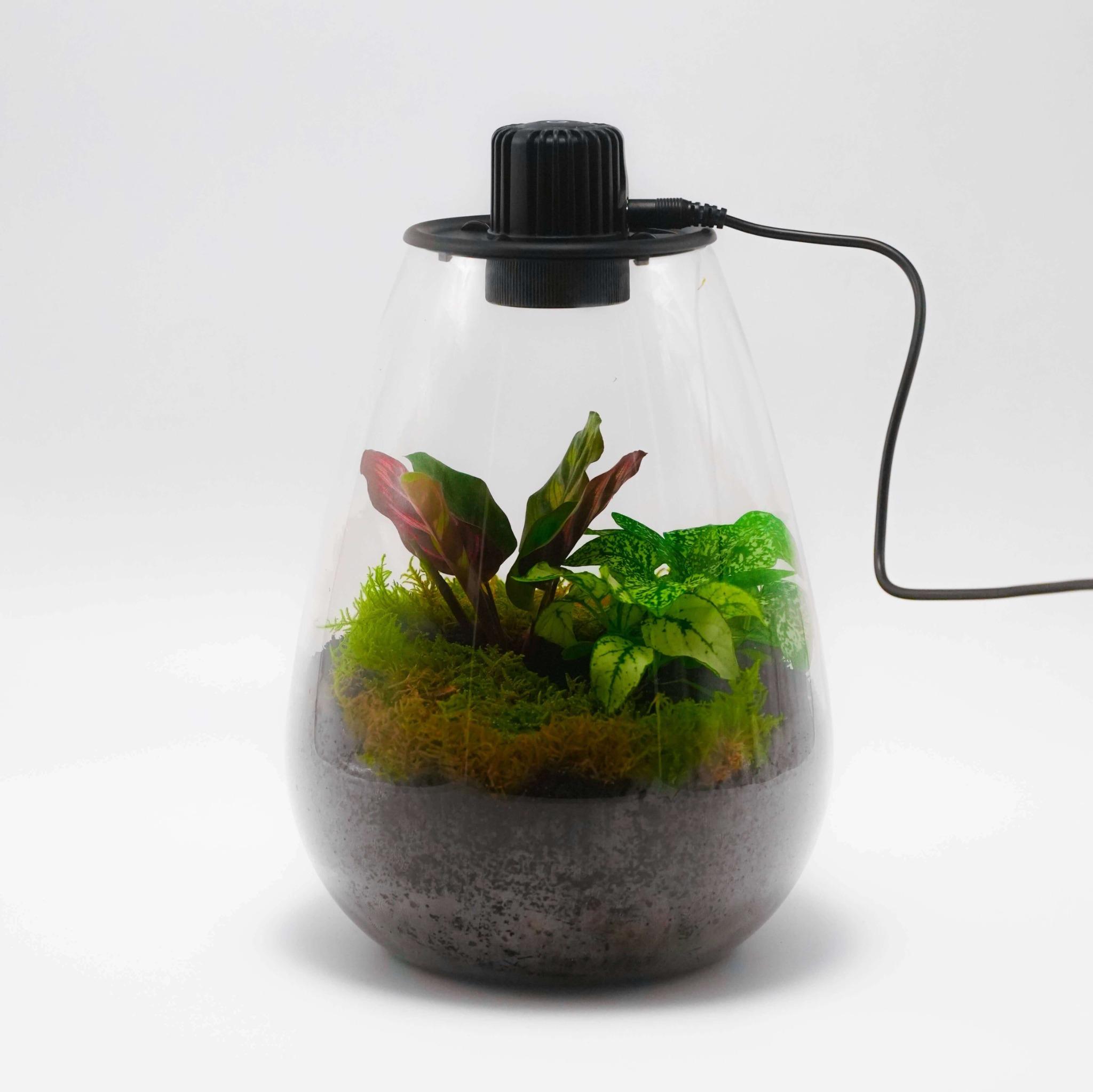 MiniGlow_Planteterrarier_planteterrarium