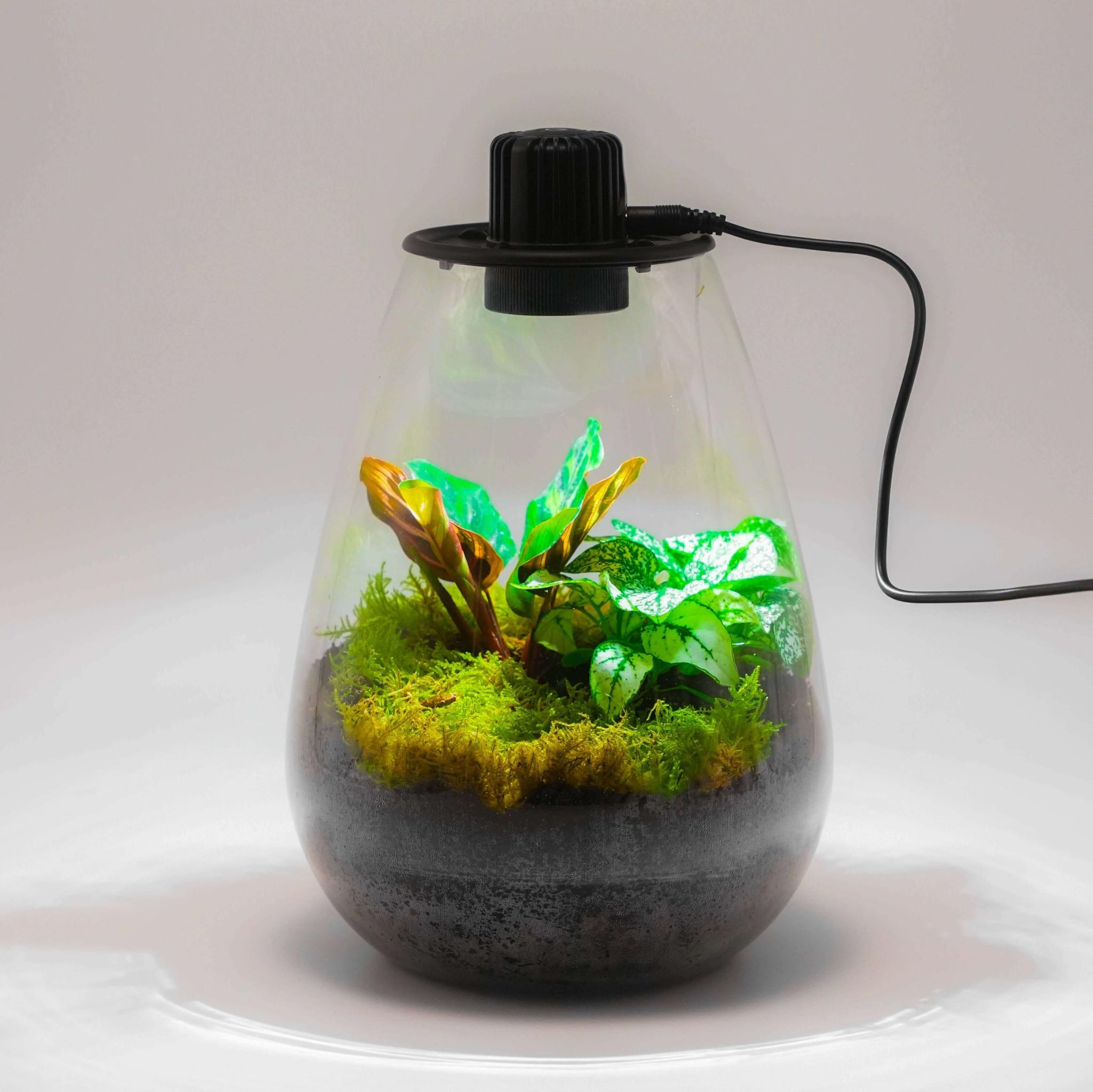 Planteterrarier_planteterrarium