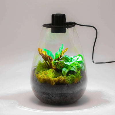 Planteterrarier_planteterrarium