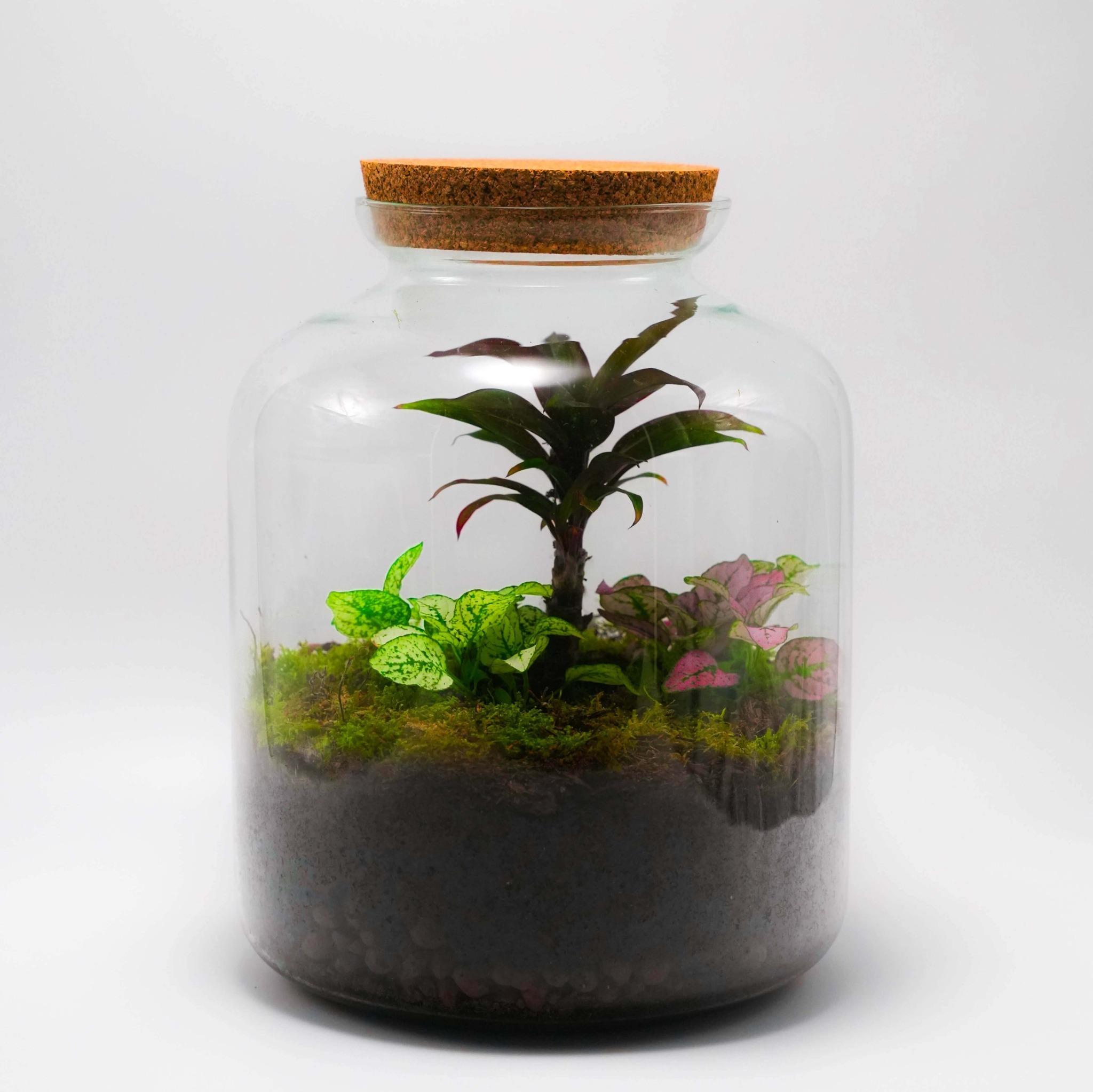 Planteterrarier_planteterrarium