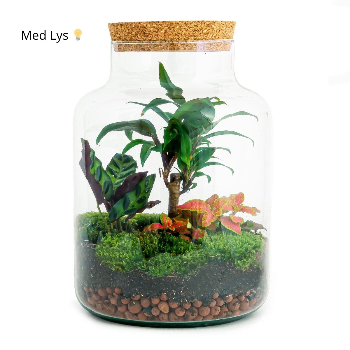 Planteterrarie