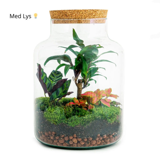 Planteterrarie