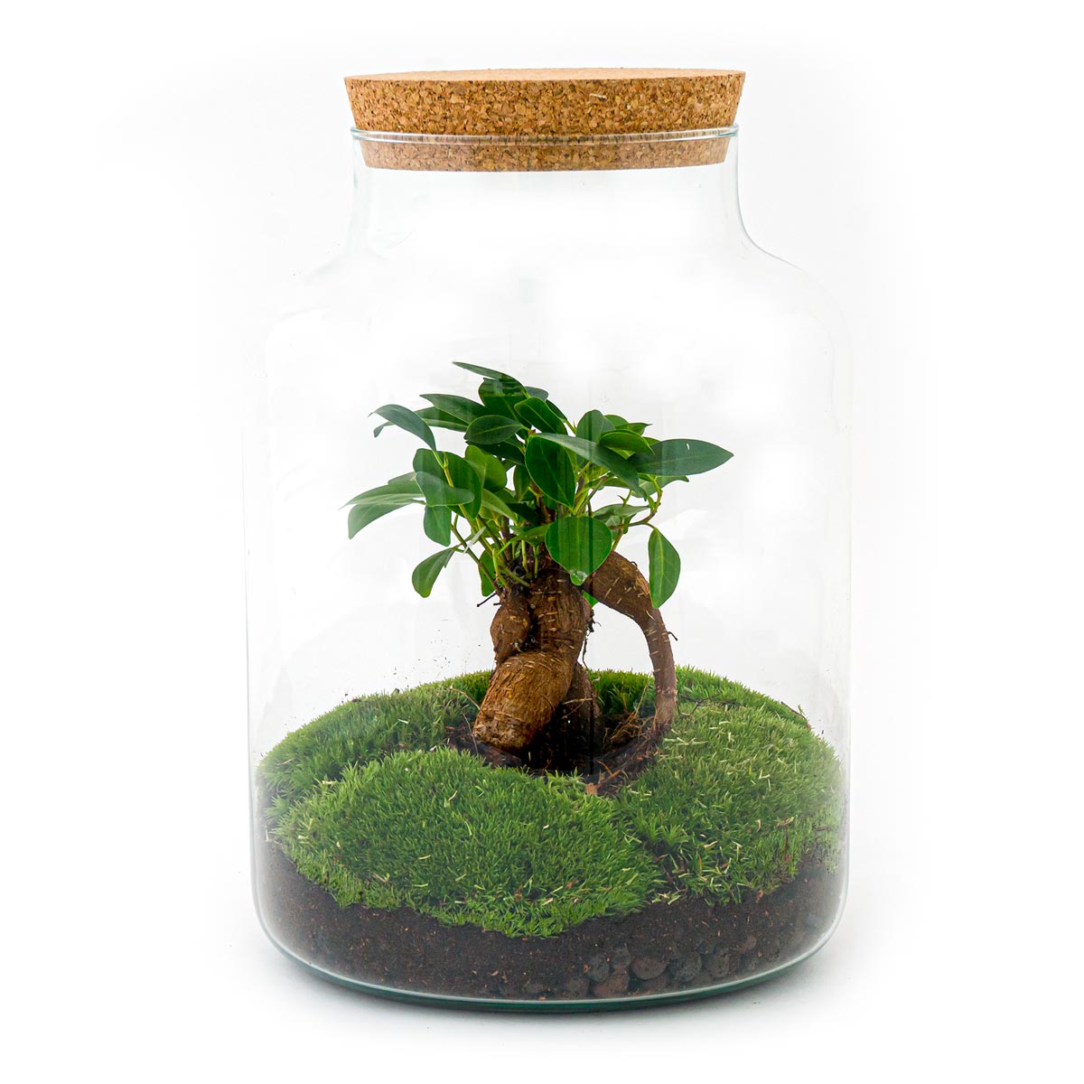 Natura Classic Planteterrarium