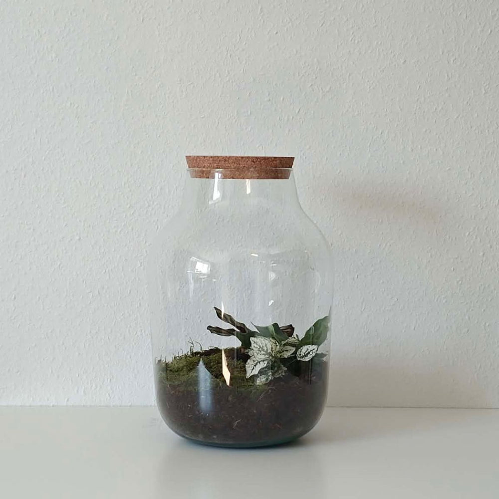 Planteterrarie 
