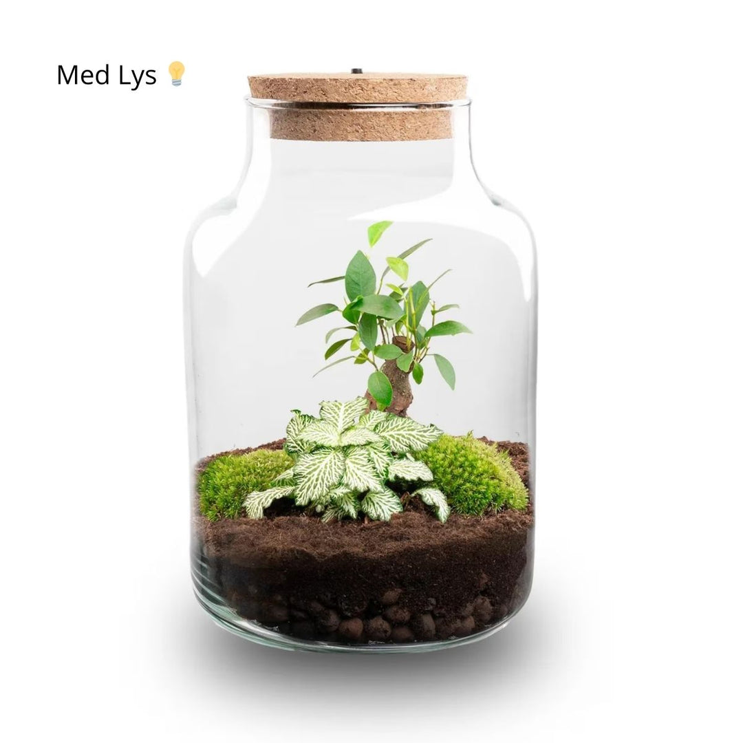 Planteterrarie