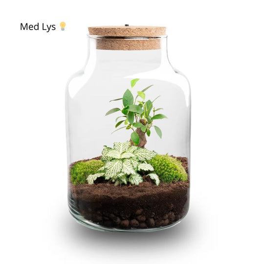 Planteterrarie