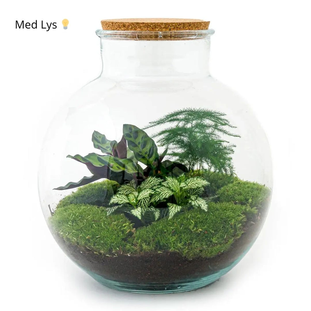 Planteterrarie