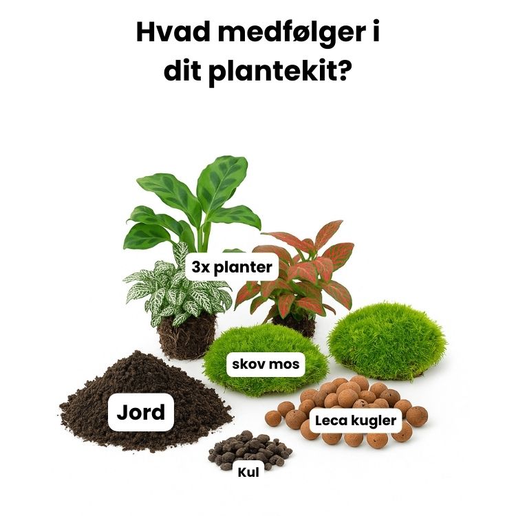 Plantekit planteterrarie