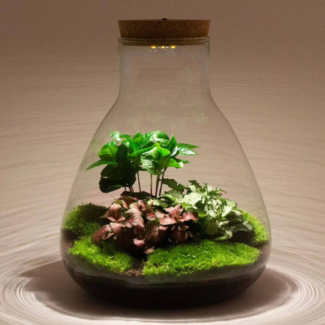 Planteterrarium med lys