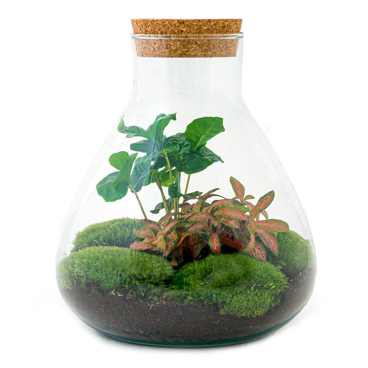 Sammie Planteterrarium