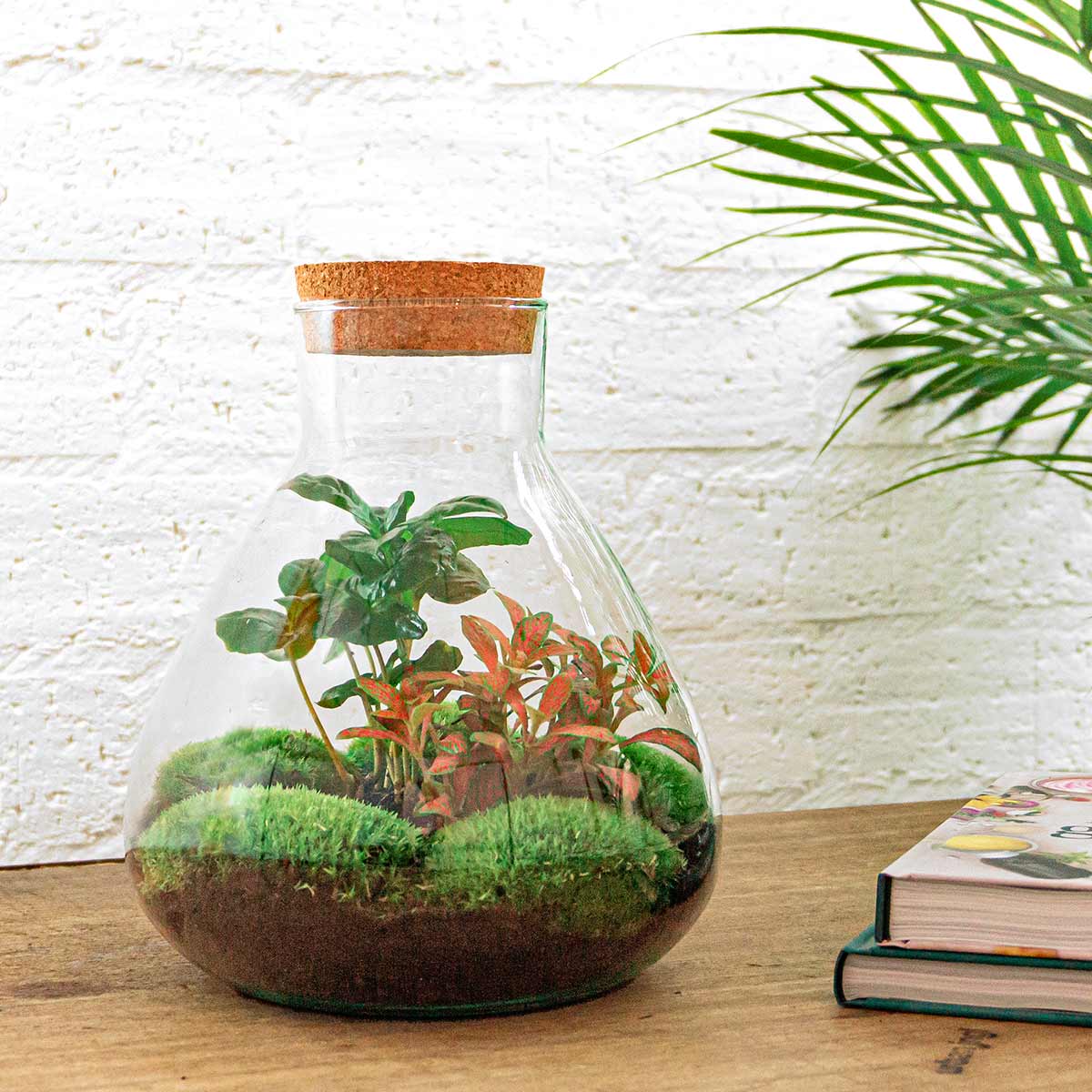 Sammie Planteterrarium
