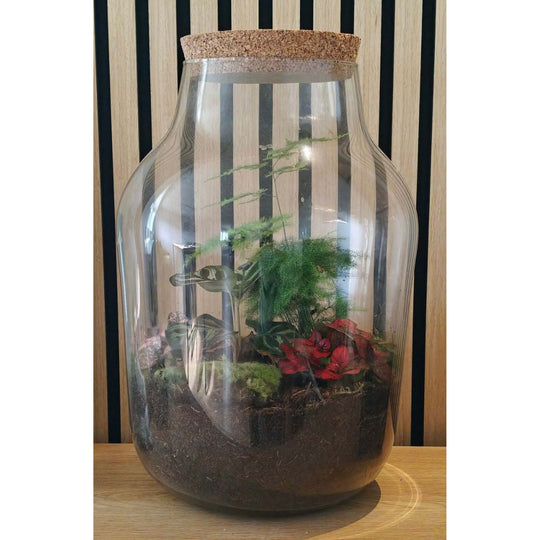 Natura Grandis ↑ 39 cm