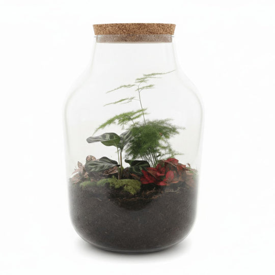 Natura Grandis ↑ 39 cm
