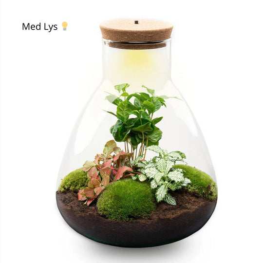 PlanteterrarieAI