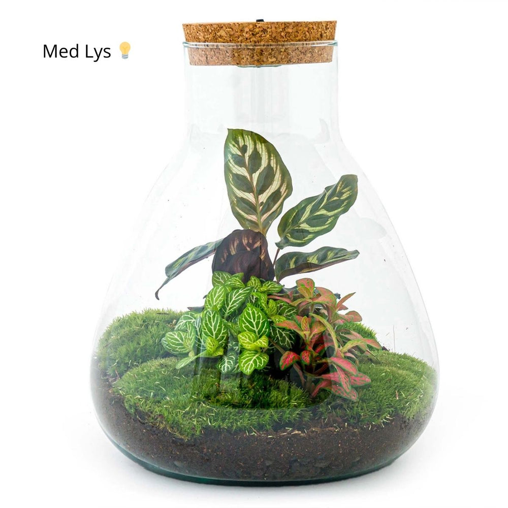Planteterrarie