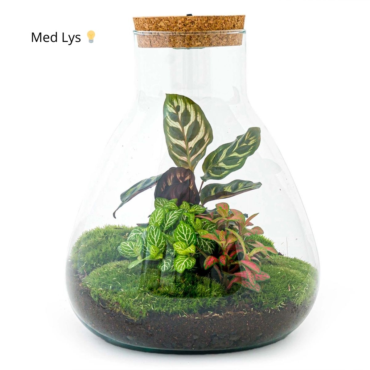 Planteterrarie
